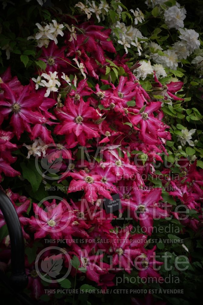 Clematis Liberty (Clematis) 1 