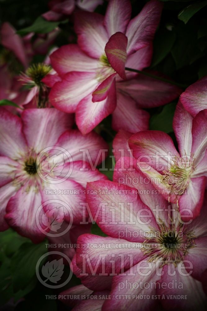 Clematis Liberty (Clematis) 2 