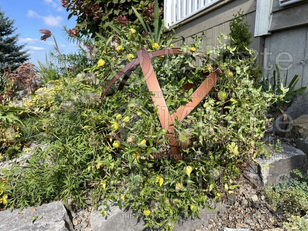 Clematis Little Lemons (Clematis) 1 