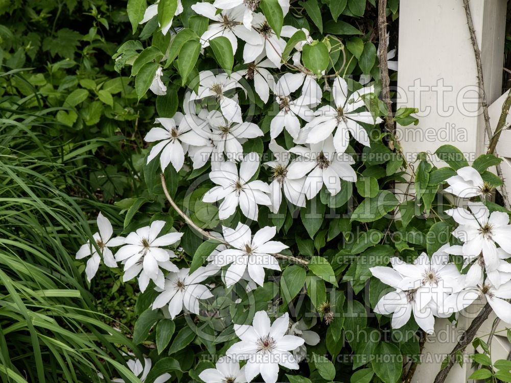 Clematis Matka Urszula Ledochowska (Clematis) 1 