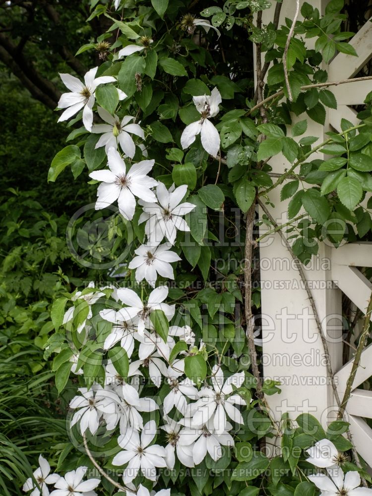 Clematis Matka Urszula Ledochowska (Clematis) 2 