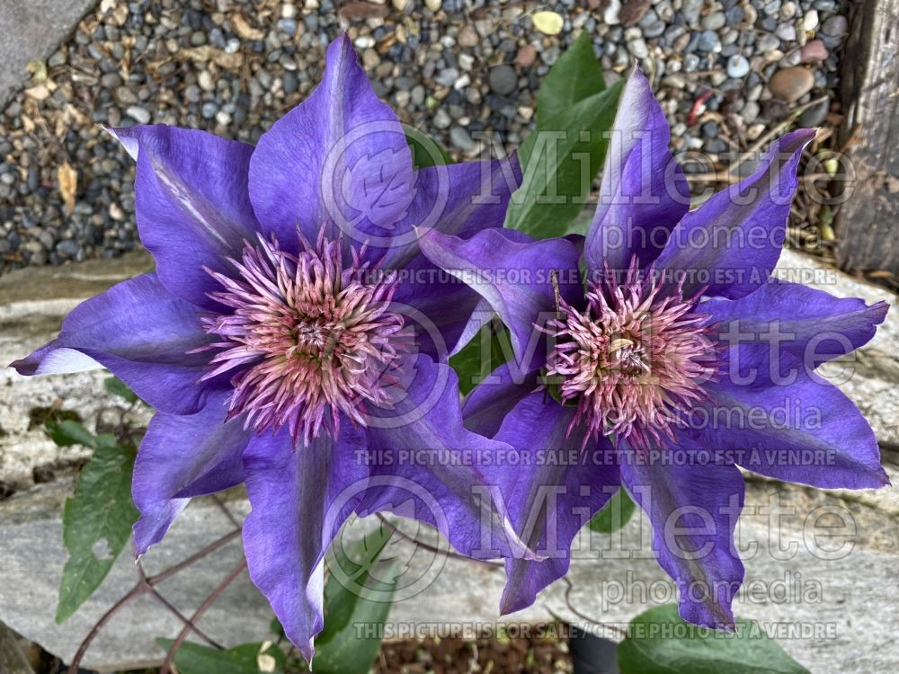 Clematis Multi Blue (Clematis) 14