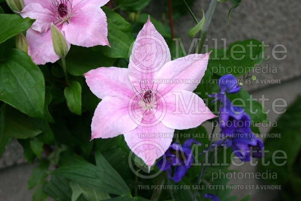 Clematis Nelly Moser (Clematis) 10 