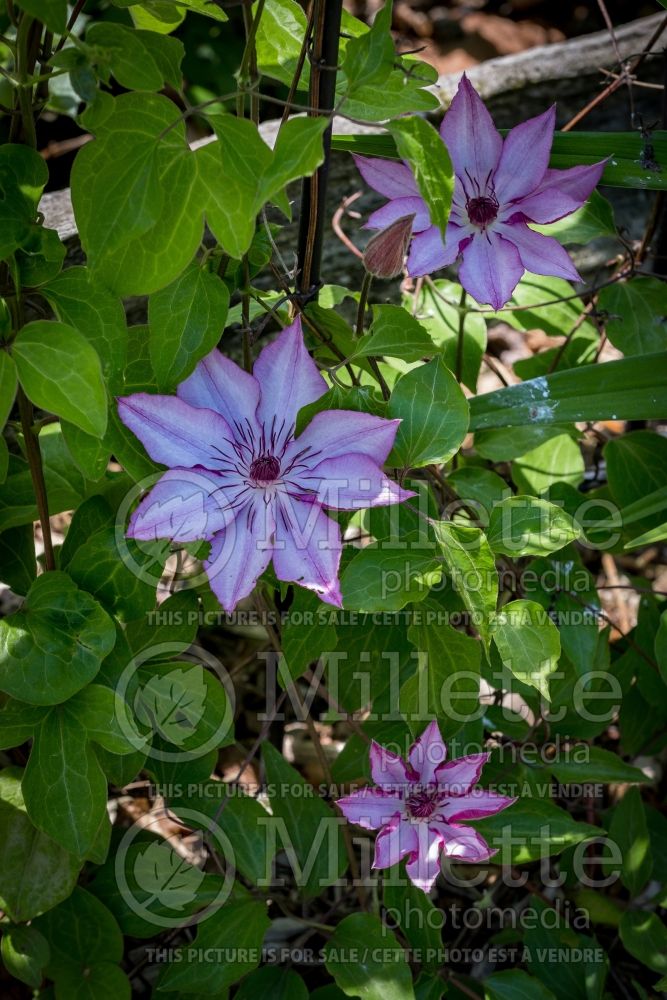 Clematis Omoshiro (Clematis) 4 