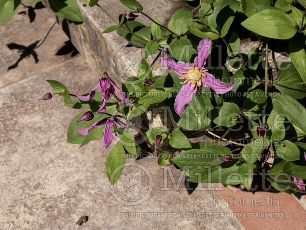 Clematis Pangbourne Pink (Clematis) 1 