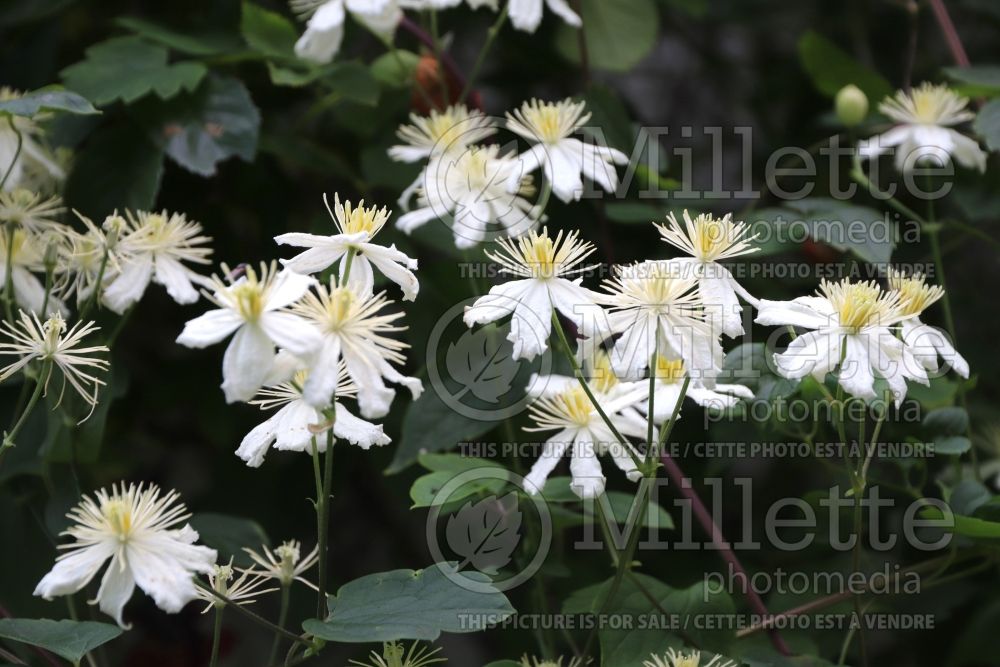 Clematis Paul Farges aka Summer Snow (Clematis) 1 