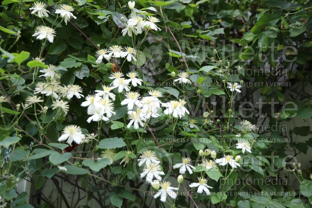 Clematis Paul Farges aka Summer Snow (Clematis) 2 