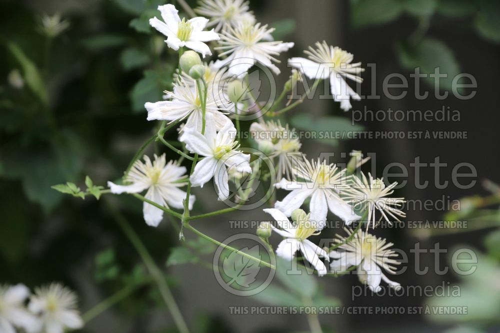 Clematis Paul Farges aka Summer Snow (Clematis) 7 