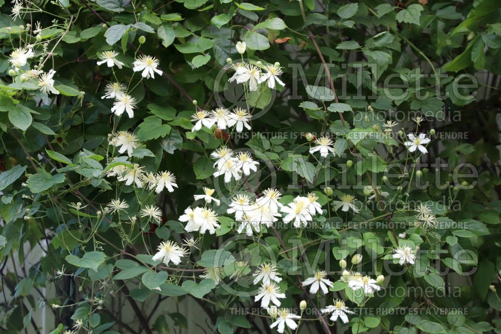 Clematis Paul Farges aka Summer Snow (Clematis) 6 