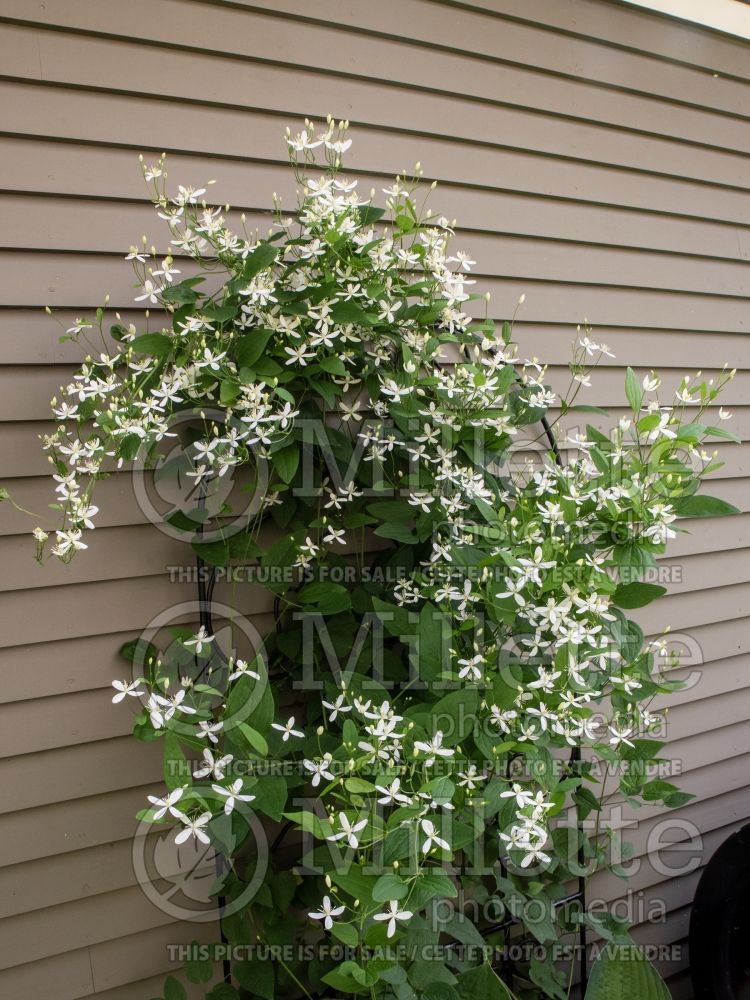 Clematis ternifolia (sweet autumn virginsbower) 2  