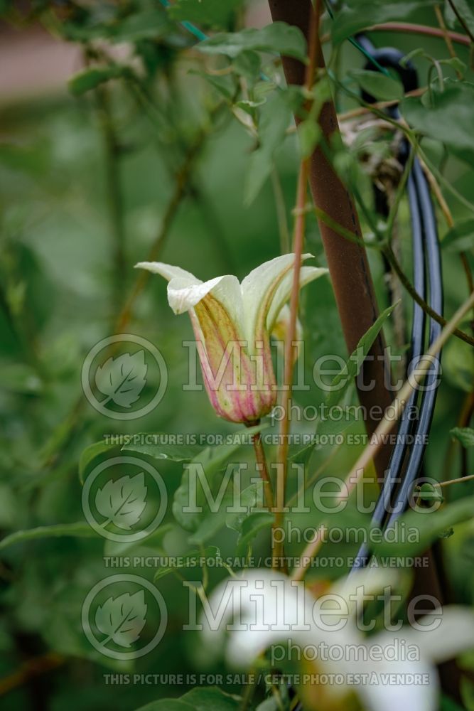 Clematis Princess Kate (Clematis) 4 