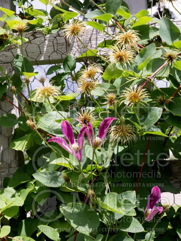 Clematis Sir Trevor Lawrence (Clematis) 2