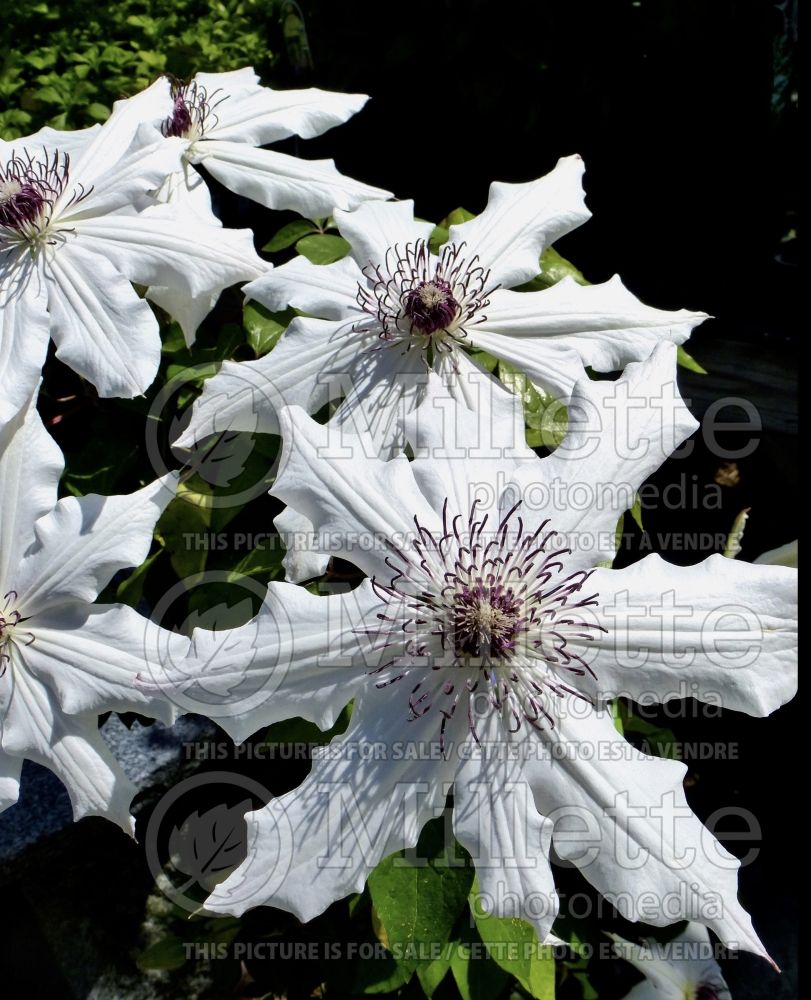 Clematis Vancouver Fragrant Star (Clematis) 1 