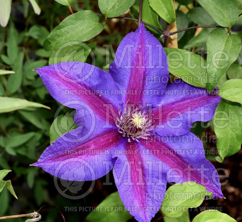 Clematis Vancouver Plum Gorgeous (Clematis) 1 