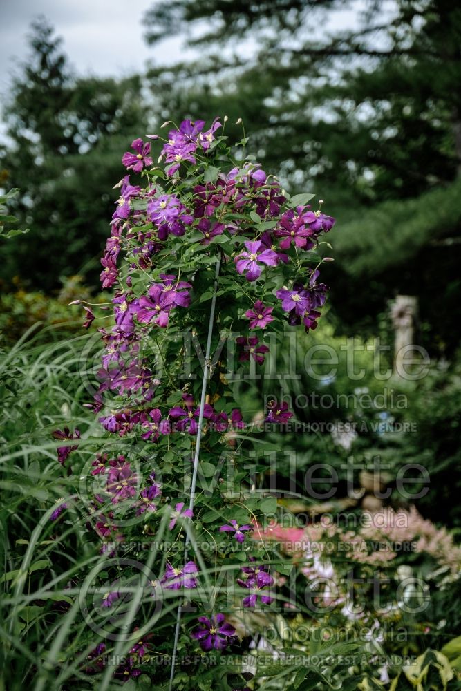 Clematis Polish Spirit (Clematis) 8 