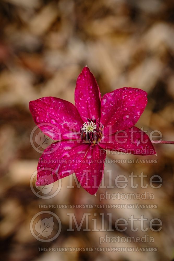 Clematis Viva Polonia (Clematis) 1 