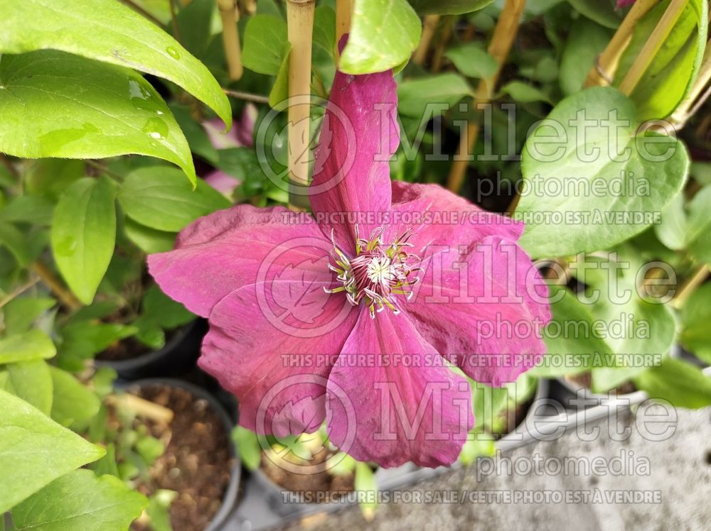 Clematis Westerplatte (Clematis) 7 