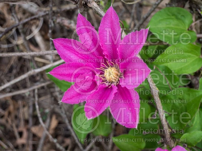 Clematis Abilene (Clematis) 2 