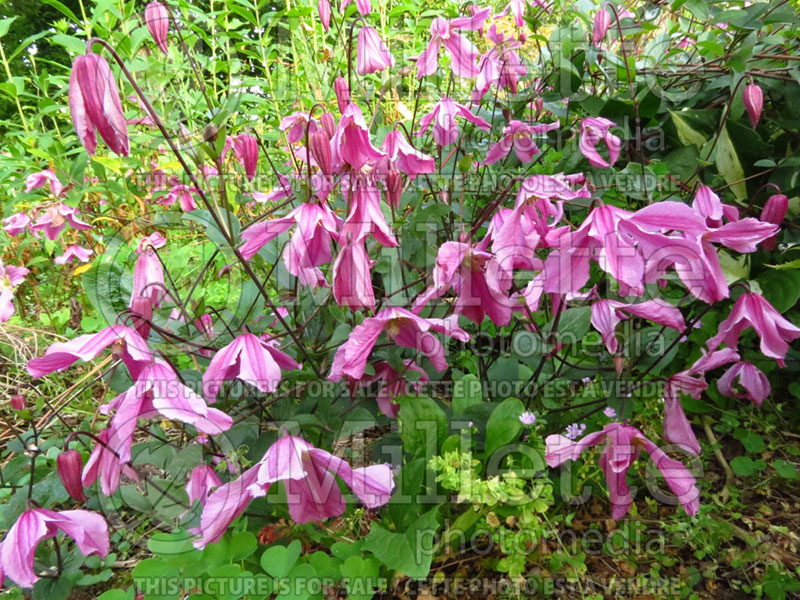 Clematis Alionushka (Clematis) 1 