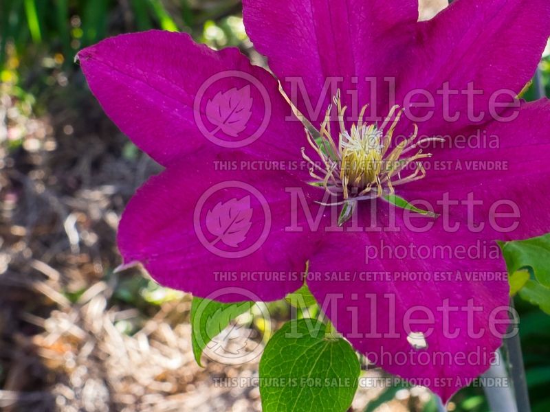 Clematis Alita (Clematis) 2 