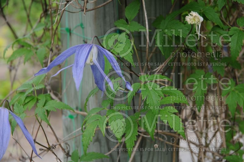 Clematis Blue Dancer (Clematis) 1 