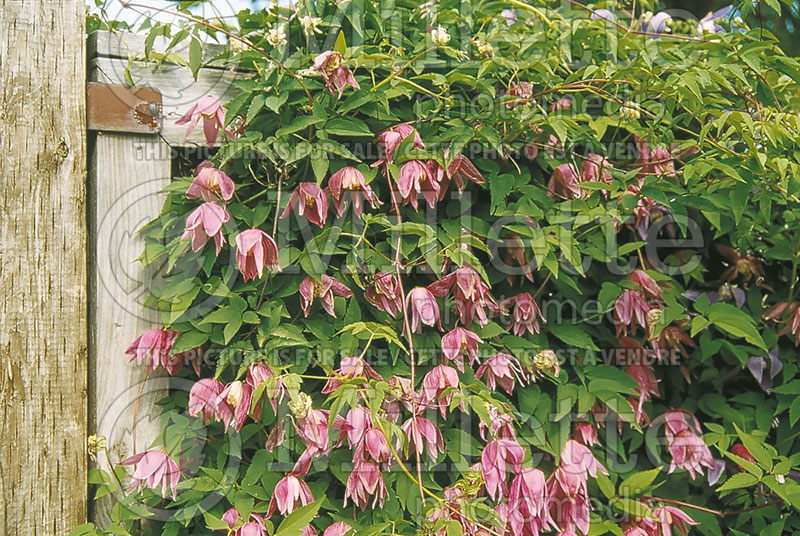 Clematis Helsingborg (Clematis) 1 