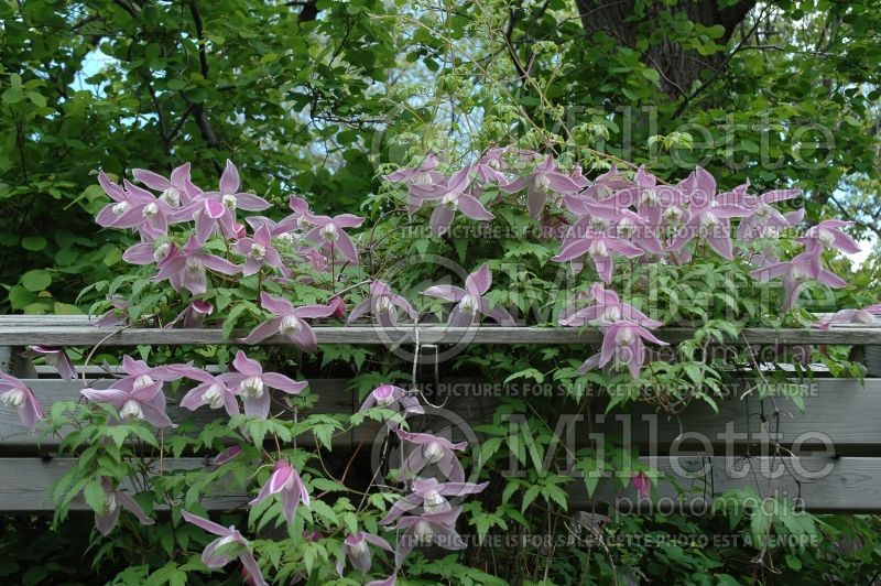 Clematis Jacqueline du Pré (Clematis) 2 