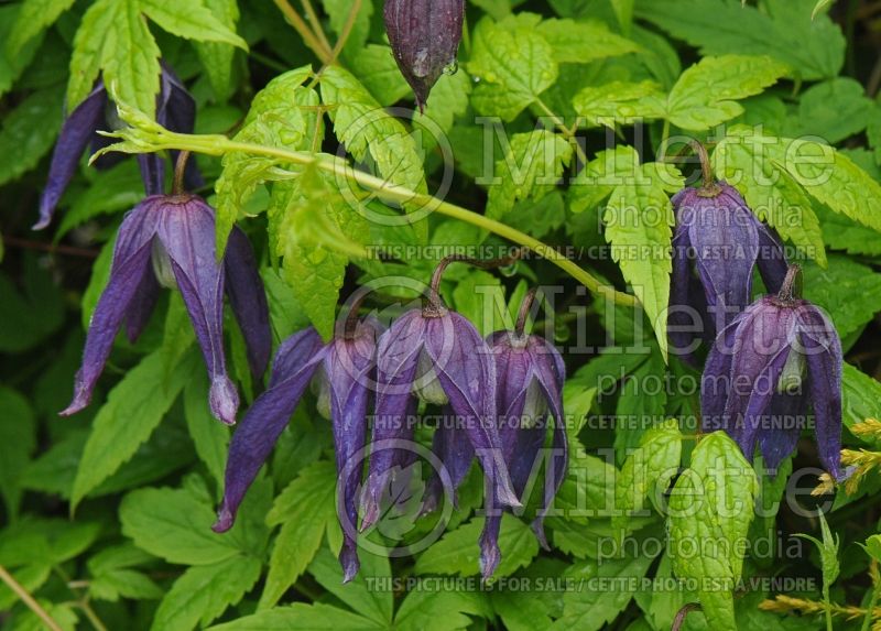 Clematis Pamela Jackman (Clematis) 1 