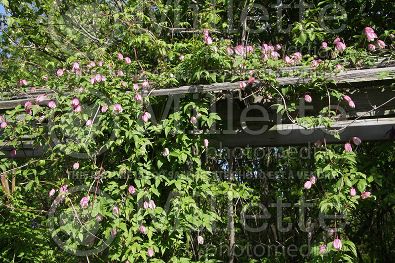 Clematis Pink Flamingo (Clematis) 1