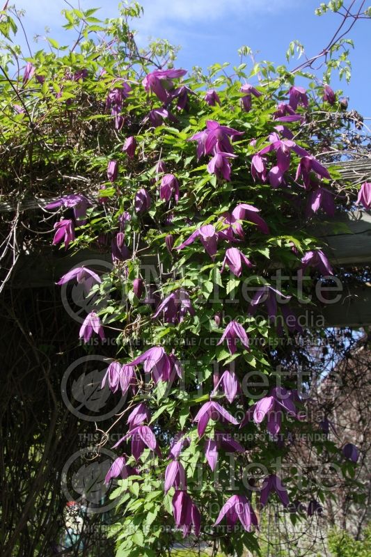 Clematis Ruby (Clematis) 1 