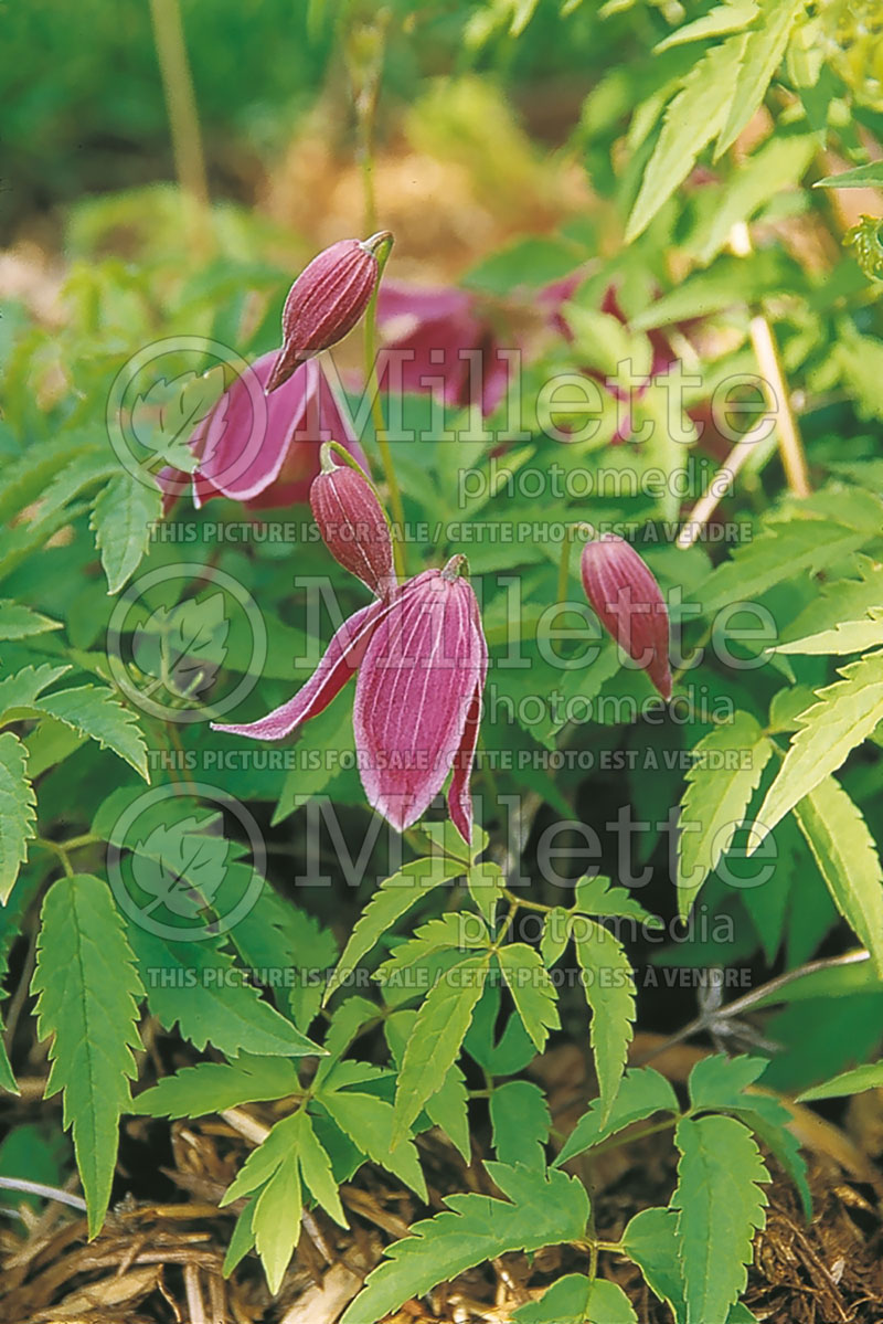 Clematis Ruby (Clematis) 2