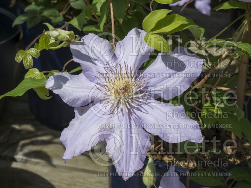 Clematis Angelique (Clematis) 1 