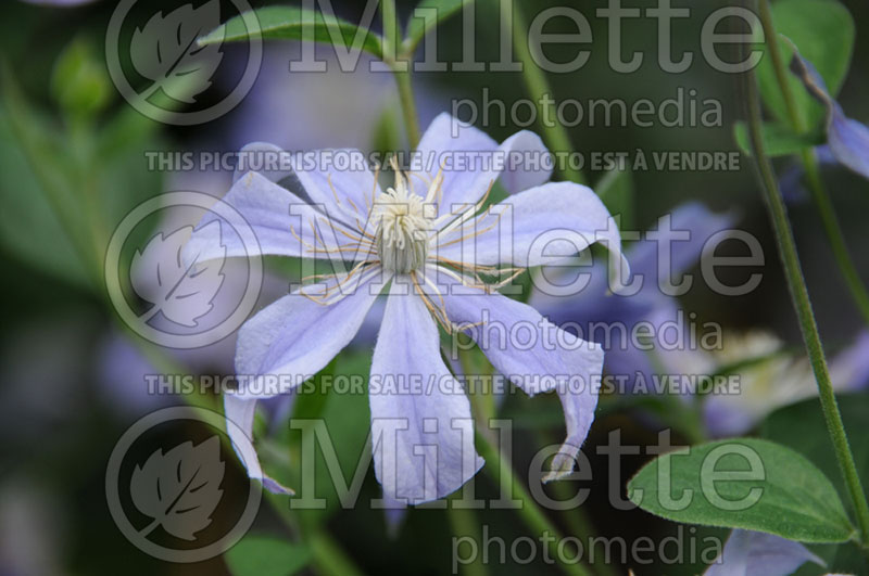 Clematis Arabella (Clematis) 1