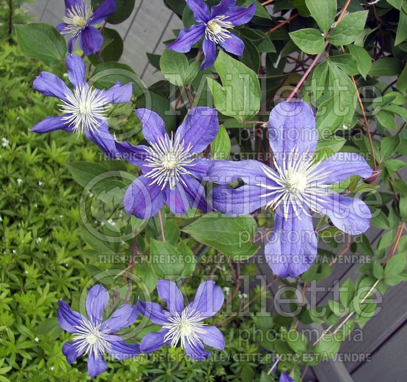 Clematis Arabella (Clematis) 2