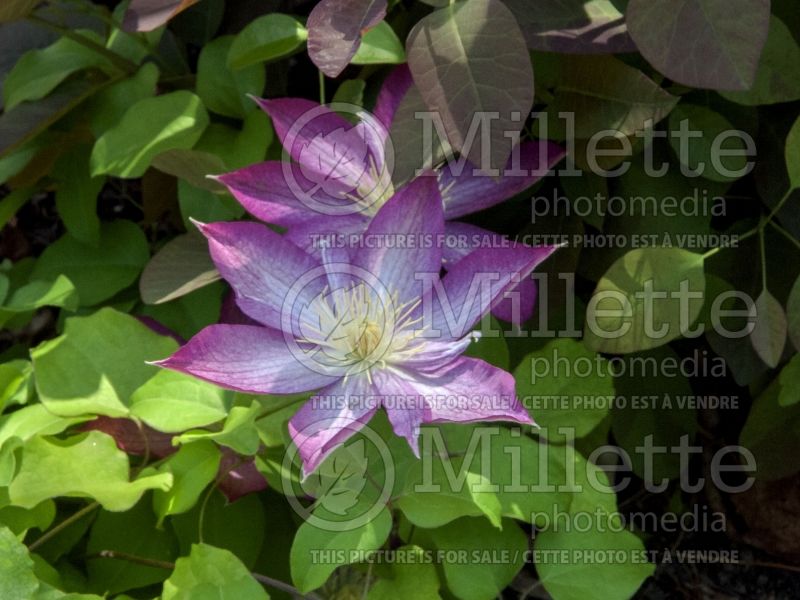 Clematis Asao (Clematis) 2 