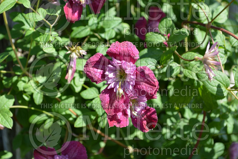 Clematis Avant Garde ou Evipo033 (Clematis) 1 