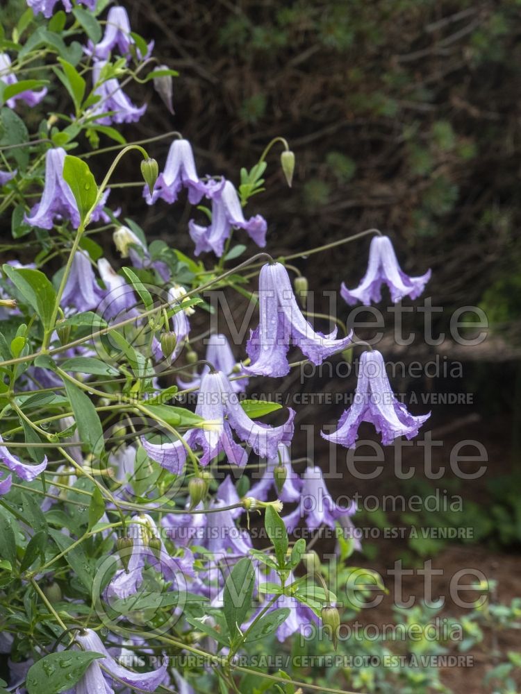 Clematis Betty Corning (Clematis) 4