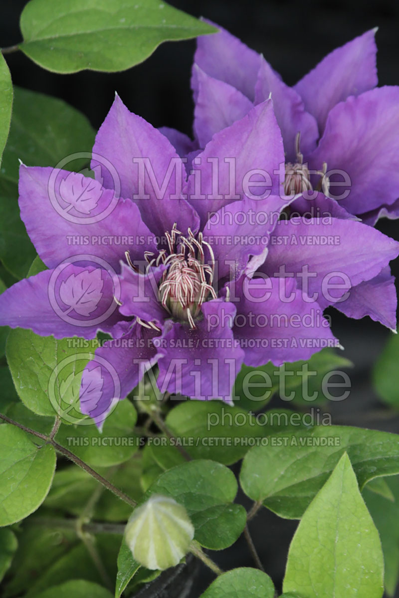 Clematis Bijou (Clematis) 1 