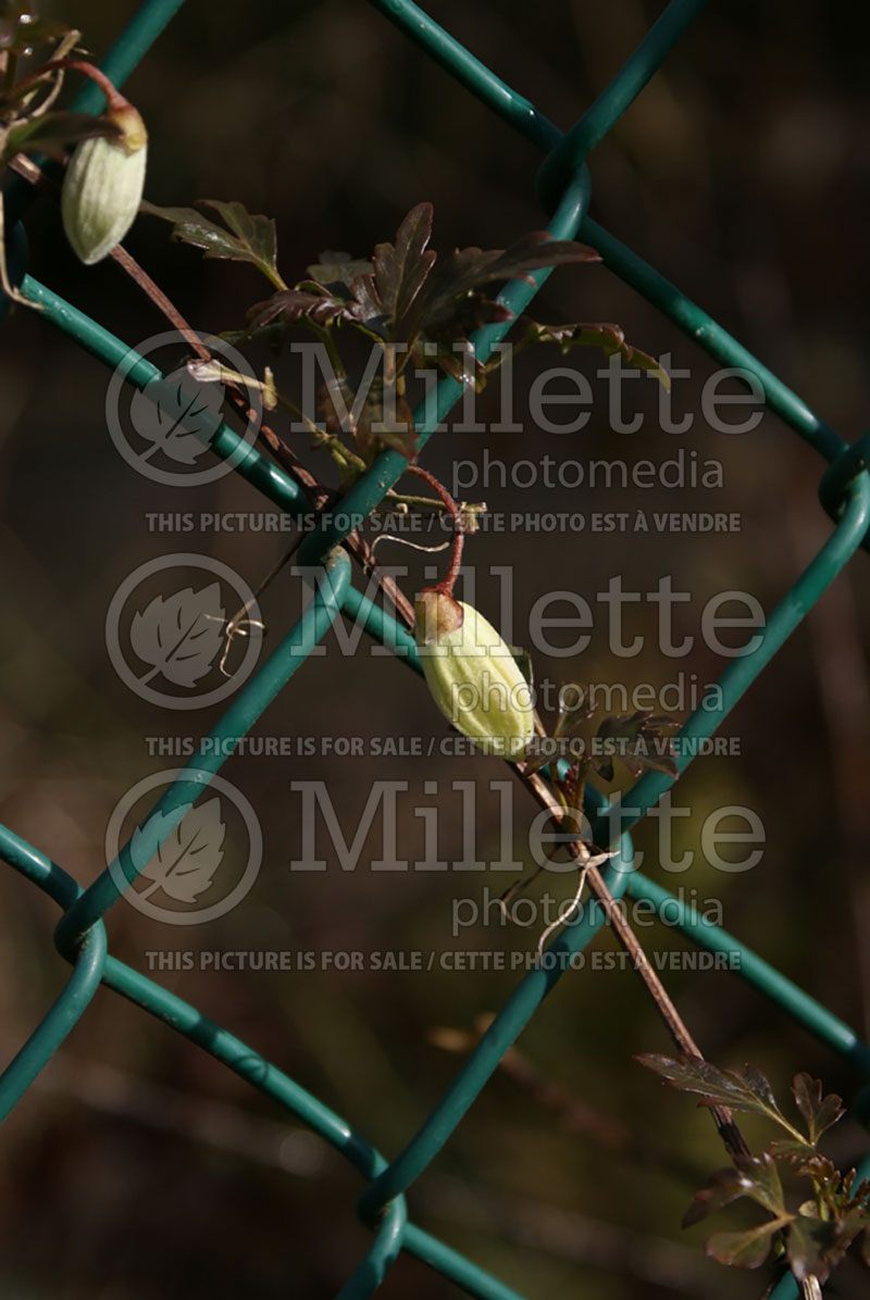 Clematis growing thru a wire fence (Ambiance) 11 