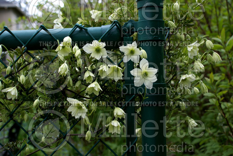 White Clematis blooming thru a wire fence (Ambiance) 10 