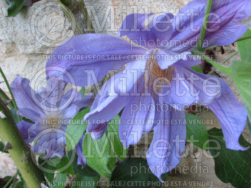 Clematis Blue River (Clematis) 1 