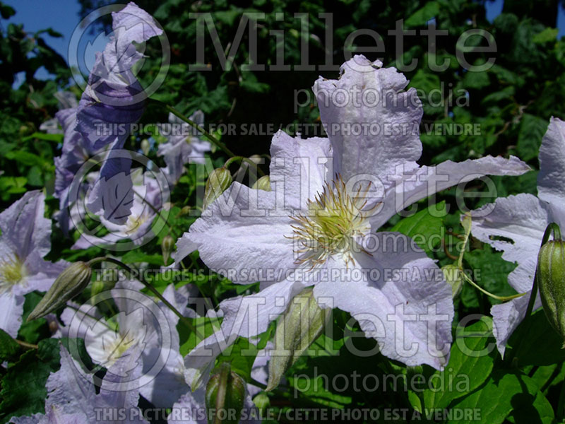 Clematis Blue Angel aka Blekitny Aniol (Clematis) 2 