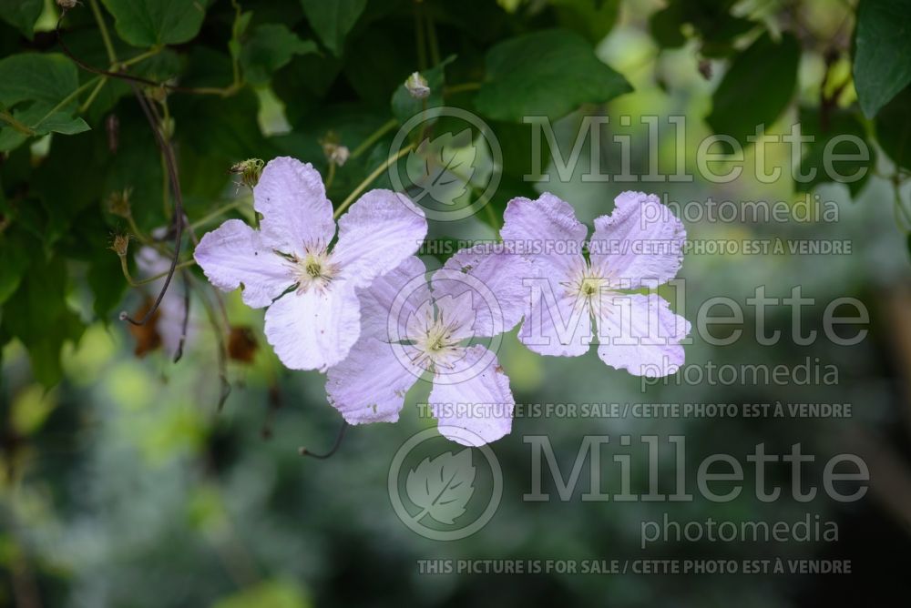 Clematis Blue Angel aka Blekitny Aniol (Clematis) 3