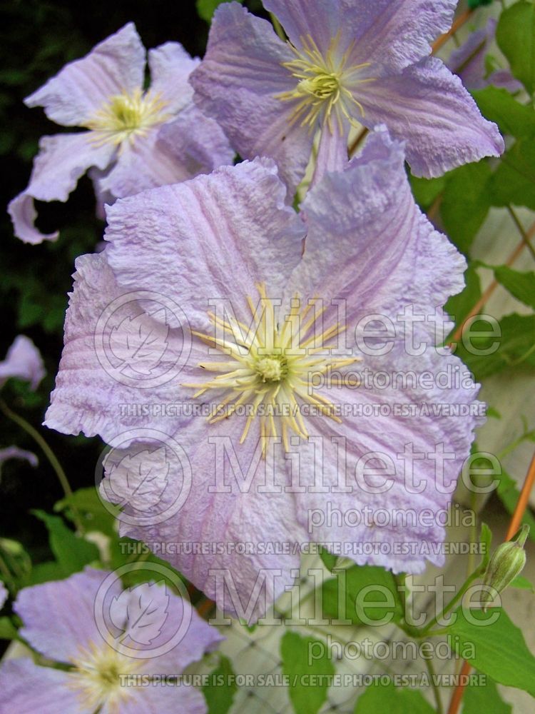 Clematis Blue Angel aka Blekitny Aniol (Clematis) 1