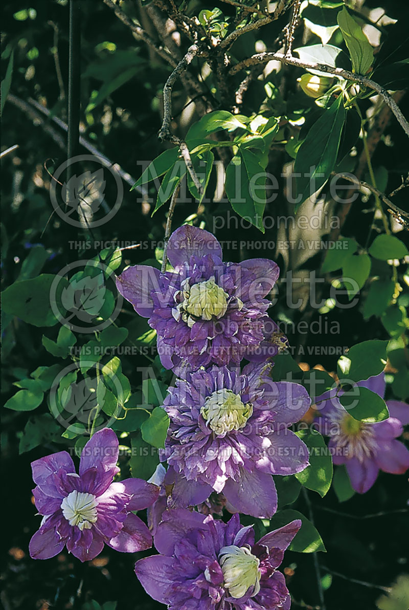 Clematis Blue Light (Clematis) 2 