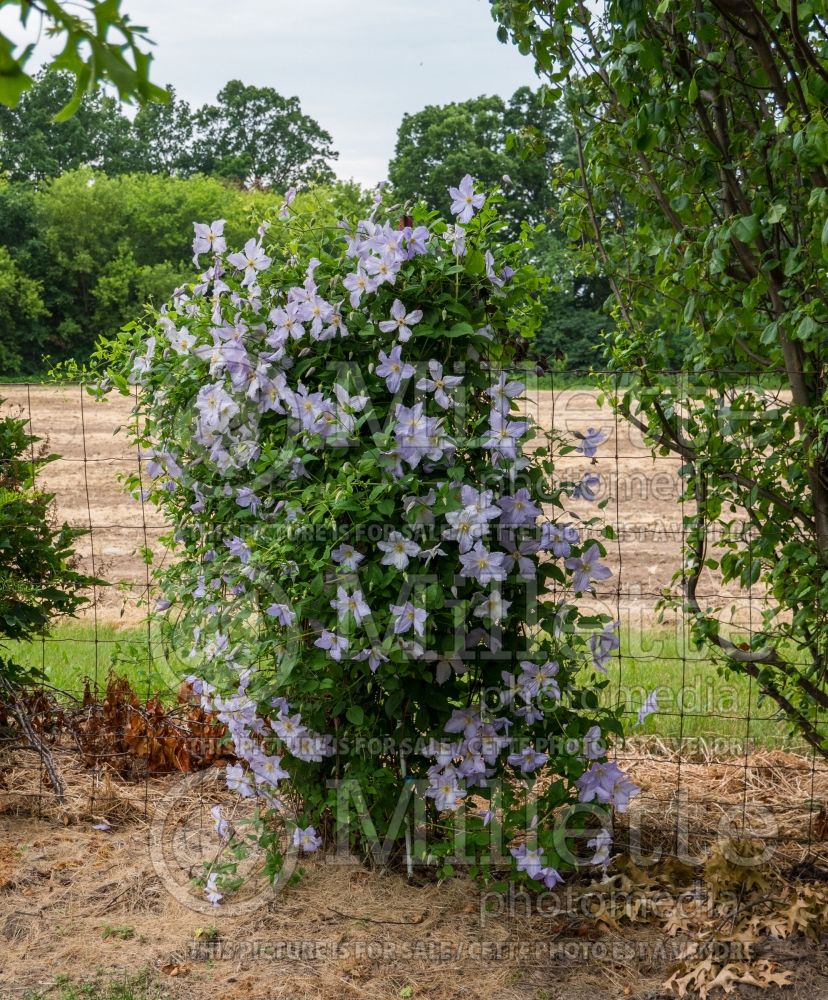 Clematis Blue Light (Clematis) 3 