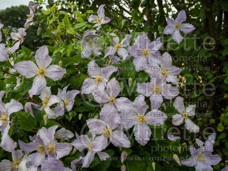 Clematis Blue Light (Clematis) 4 