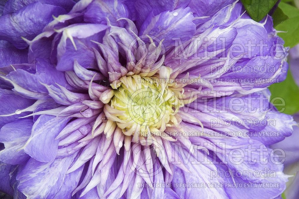 Clematis Blue Light (Clematis) 1 