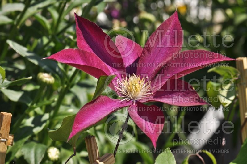 Clematis Bourbon (Clematis) 1 