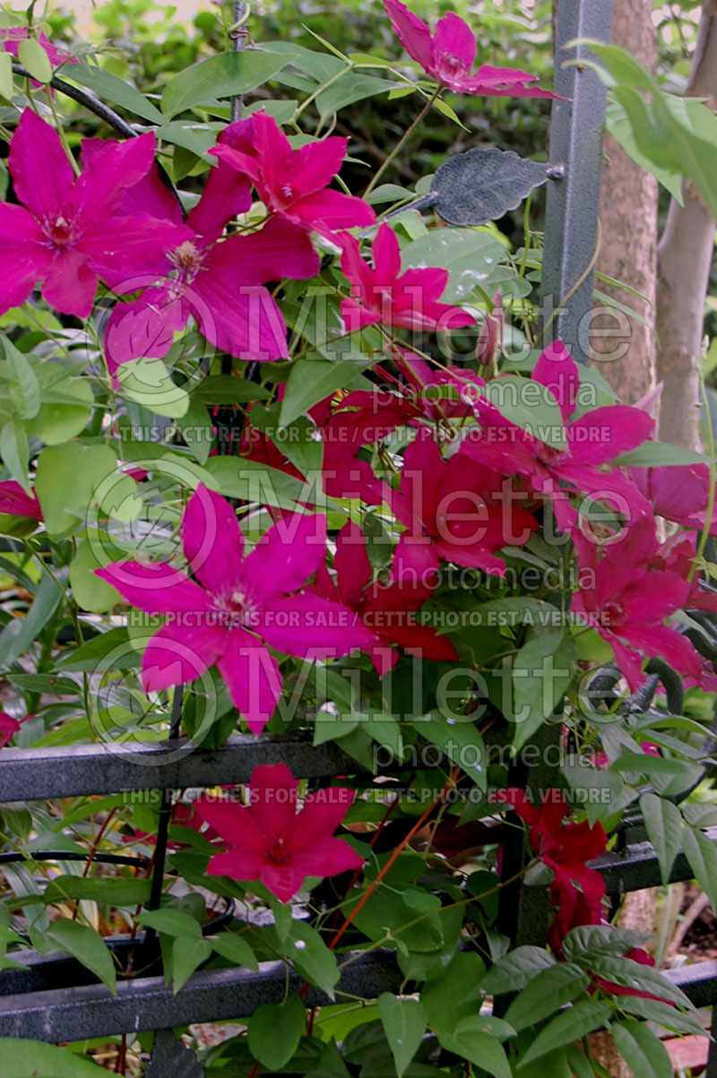 Clematis Cardinal Wyszynski (Clematis) 1 